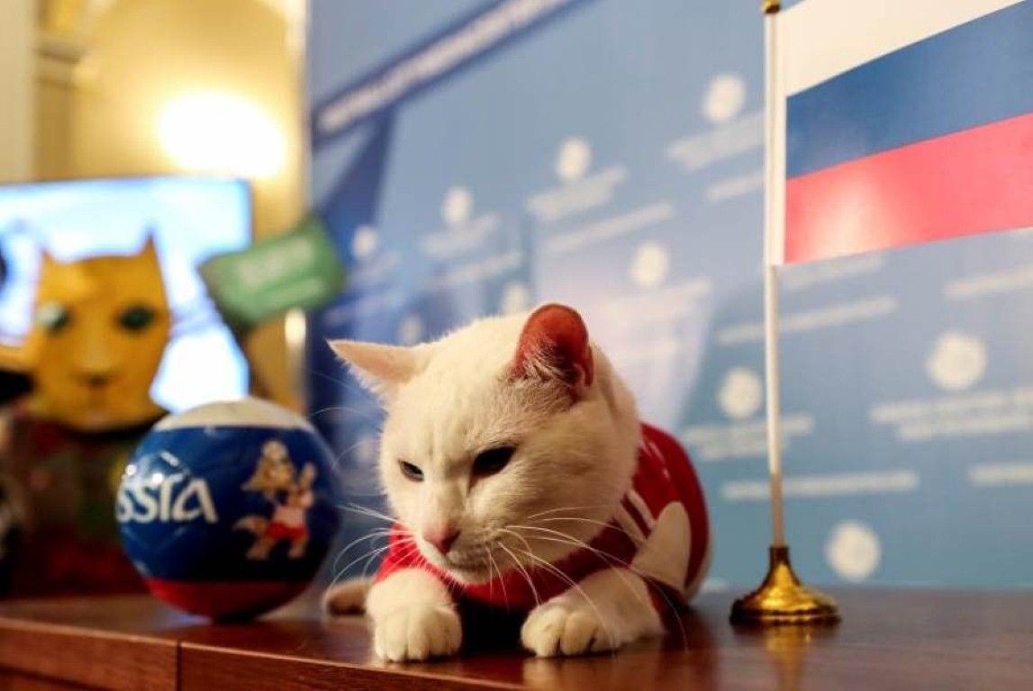 Aquiles, el felino Sordo que acertaría en los resultados de Rusia 2018