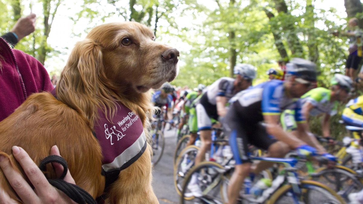 Perros de asistencia auditiva