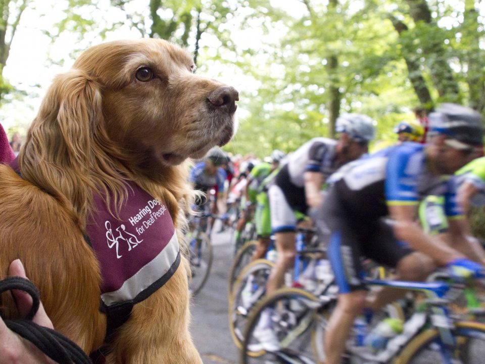 Perros de asistencia auditiva